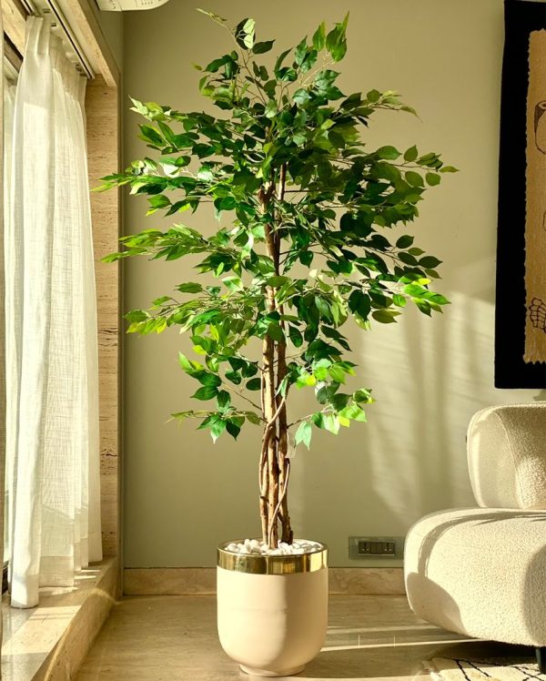 Embrace Trend of Artificial Dried Ficus Plant Without Pot | 6 Feet Online