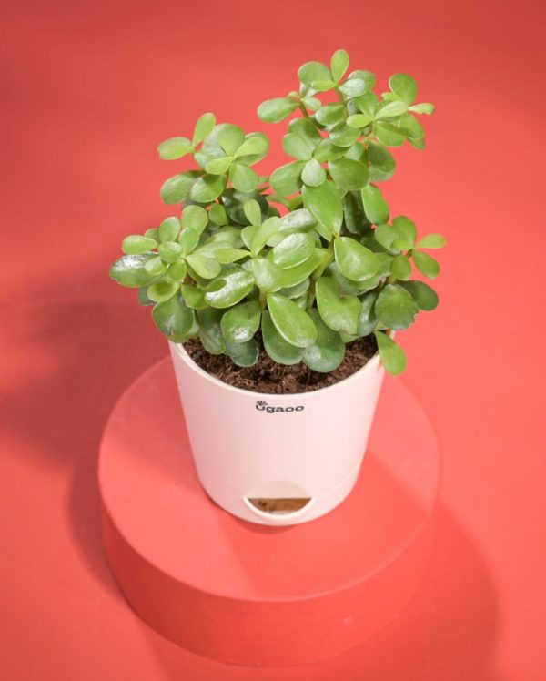 Stylish Jade Mini Plant With Pot | 8 x 17 inches Online Hot Sale