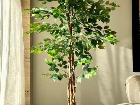 Embrace Trend of Artificial Dried Ficus Plant Without Pot | 6 Feet Online