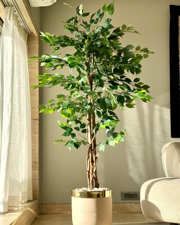 Embrace Trend of Artificial Dried Ficus Plant Without Pot | 6 Feet Online