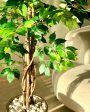 Embrace Trend of Artificial Dried Ficus Plant Without Pot | 6 Feet Online