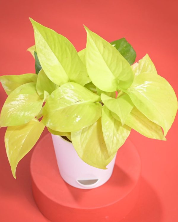 Golden Money Live Plant With Pot  | 8 x 17 inches on Sale