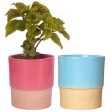 Classy Ceramic Planter Pots | Set of 2 | Plant Not Included For Discount