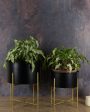 Black Planter with Golden Detachable Stand | Plant Not Included Cheap