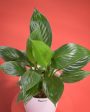 Peace Lily Live Plant With Pot  | 8 x 17 inches Cheap