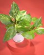 Money Plant Variegated Live Plant With Pot  | 8 x 17 inches For Cheap