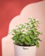 Stylish Jade Mini Plant With Pot | 8 x 17 inches Online Hot Sale