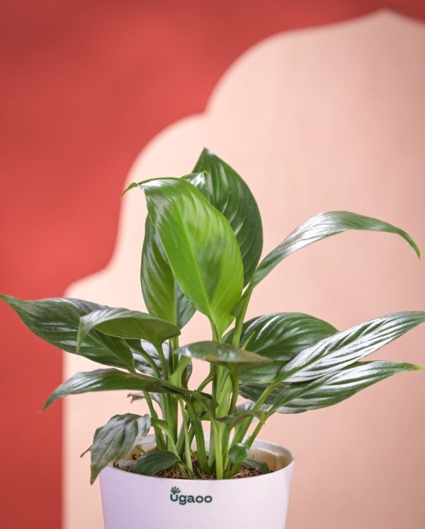 Peace Lily Live Plant With Pot  | 8 x 17 inches Cheap