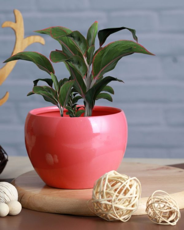 Sunshine Table Top Pot Planter Withour Plant | Set of 3 Online now